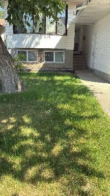 leaf cleaning - Photo 3