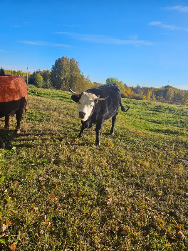 2 year old Dexter/Herford cross heifer for sale.