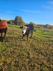 2 year old Dexter/Herford cross heifer for sale.