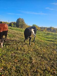 2 year old Dexter/Herford cross heifer for sale. - Photo 2