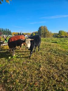 2 year old Dexter/Herford cross heifer for sale. - Photo 3