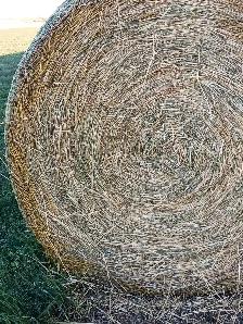Selling 83 barley greenfeed round bales