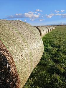 Selling 83 barley greenfeed round bales - Photo 2
