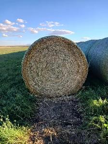 Selling 83 barley greenfeed round bales - Photo 3