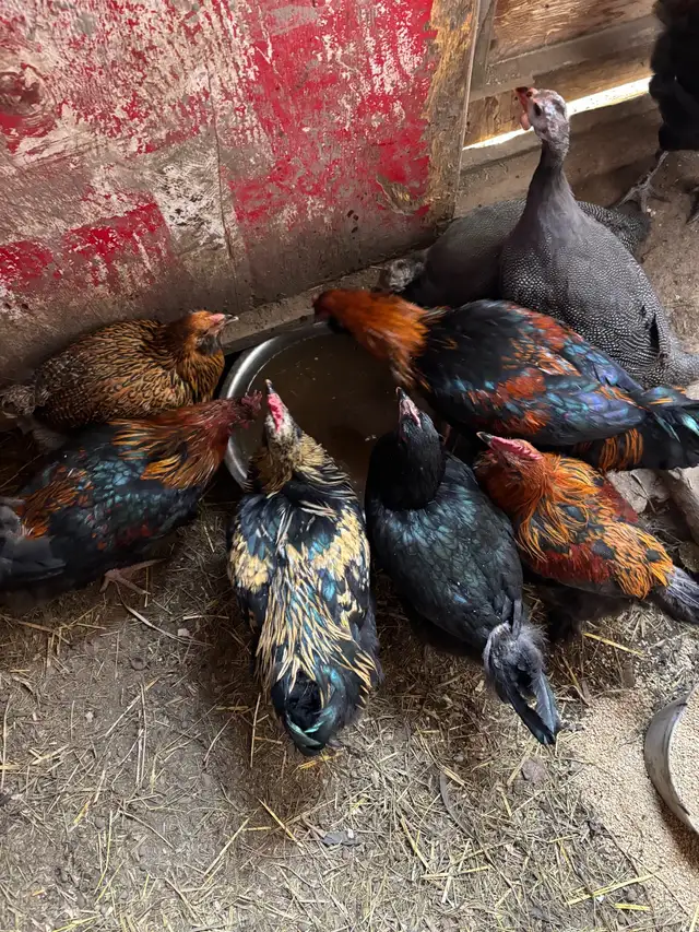 chickens