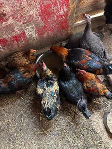 chickens