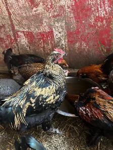 chickens - Photo 2