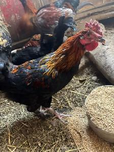 chickens - Photo 3