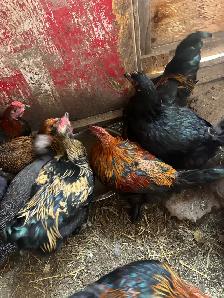 chickens - Photo 4
