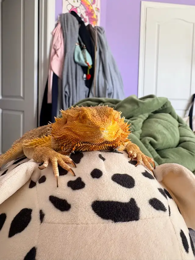 bearded dragon