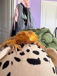 bearded dragon