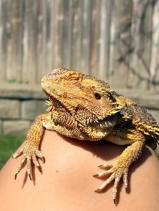 bearded dragon - Photo 2