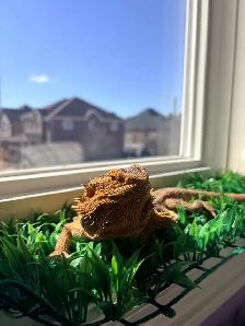 bearded dragon - Photo 3