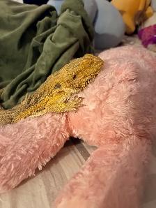 bearded dragon - Photo 4