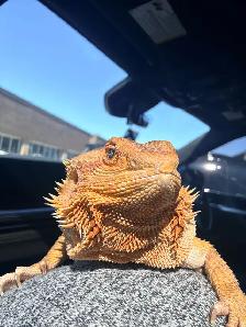 bearded dragon - Photo 5