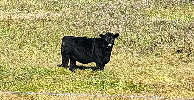 Bred Black Heifers - Lac Ste Anne County