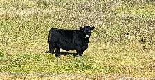 Bred Black Heifers - Lac Ste Anne County