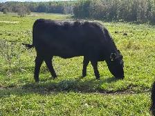 Bred Black Heifers - Lac Ste Anne County - Photo 2