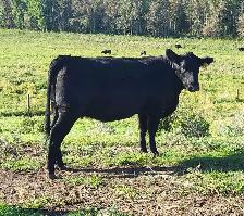 Bred Black Heifers - Lac Ste Anne County - Photo 3