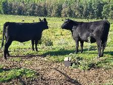 Bred Black Heifers - Lac Ste Anne County - Photo 4