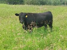 Bred Black Heifers - Lac Ste Anne County - Photo 5