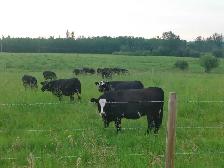 Bred Black Heifers - Lac Ste Anne County - Photo 6
