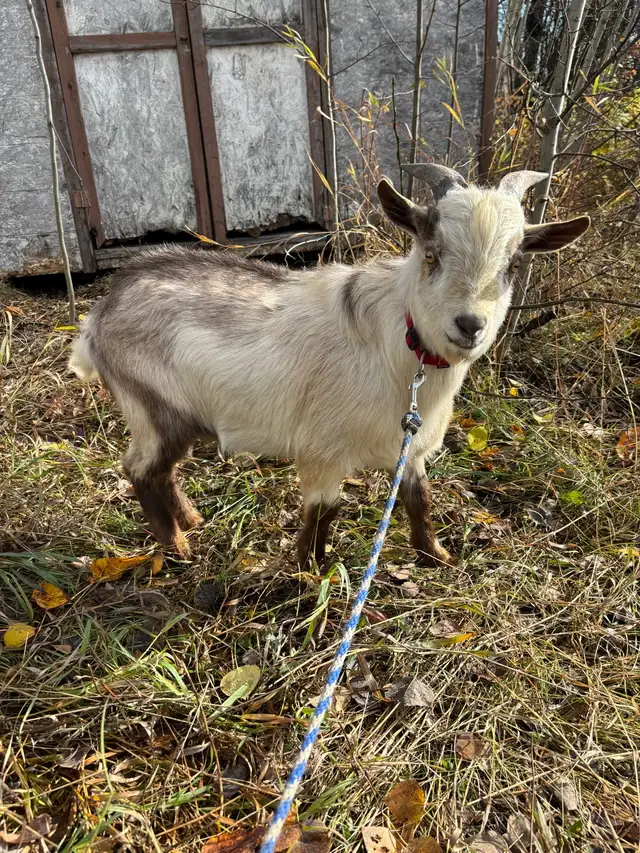 Nigerian Dwarf buck