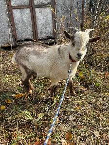 Nigerian Dwarf buck