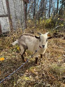 Nigerian Dwarf buck - Photo 3
