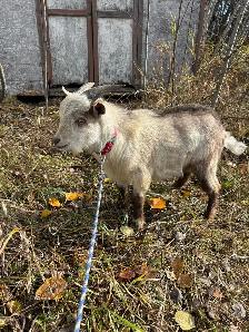 Nigerian Dwarf buck - Photo 4
