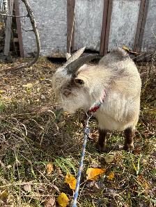 Nigerian Dwarf buck - Photo 5