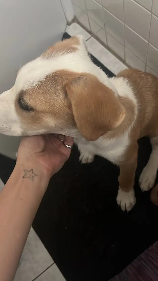 beagle/sheppard mix puppy