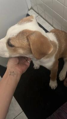 beagle/sheppard mix puppy