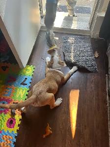 beagle/sheppard mix puppy - Photo 2