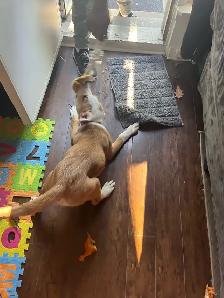 beagle/sheppard mix puppy - Photo 2
