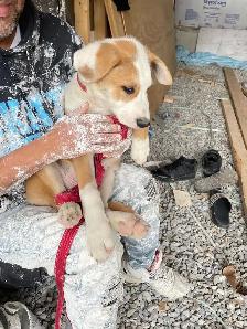 beagle/sheppard mix puppy - Photo 3