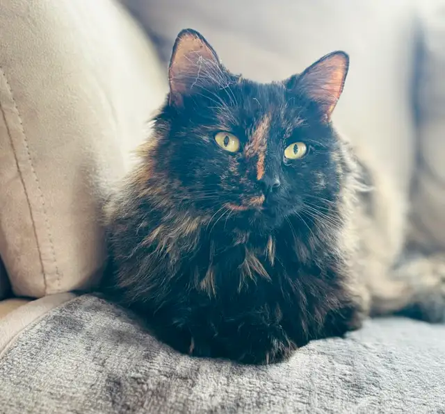 Lost cat - Lewis Point Area