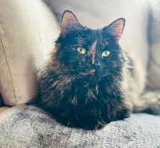 Lost cat - Lewis Point Area