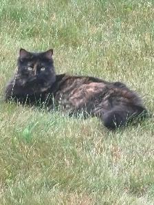 Lost cat - Lewis Point Area - Photo 2