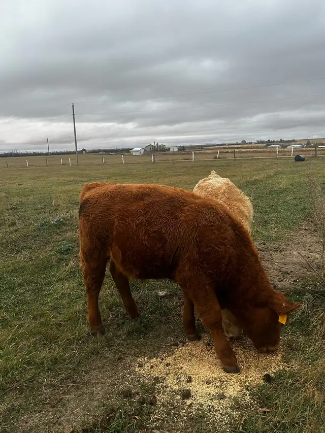 Red Angus Steer Calf