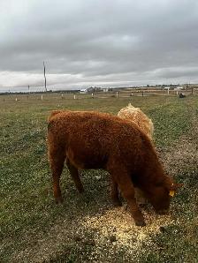 Red Angus Steer Calf
