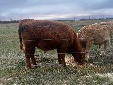 Red Angus Steer Calf - Photo 2