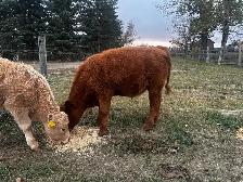 Red Angus Steer Calf - Photo 3