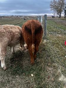 Red Angus Steer Calf - Photo 4