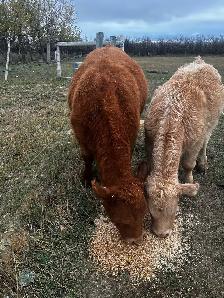 Red Angus Steer Calf - Photo 5