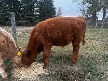 Red Angus Steer Calf - Photo 6