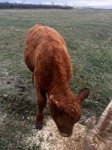 Red Angus Steer Calf - Photo 7