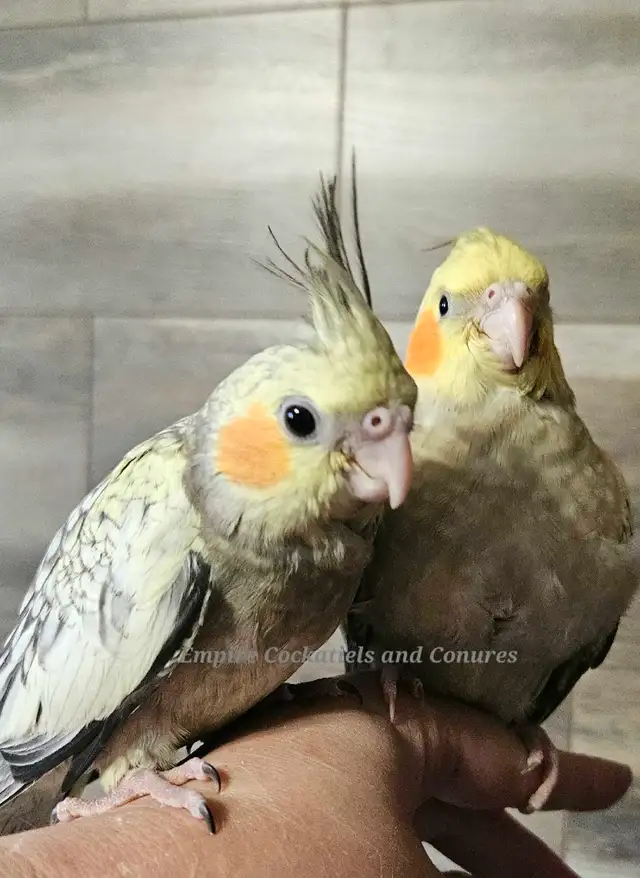 Baby Budgies & Baby Cockatiels