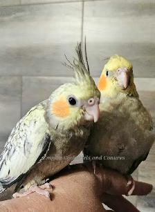 Baby Budgies & Baby Cockatiels