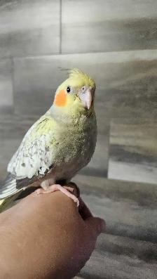 Baby Budgies & Baby Cockatiels - Photo 2